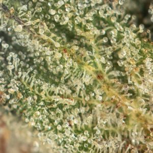 Buy Pink Gas Mask Online Green Society