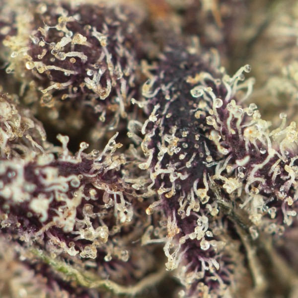 Buy Purple Pinecone Online Green Society