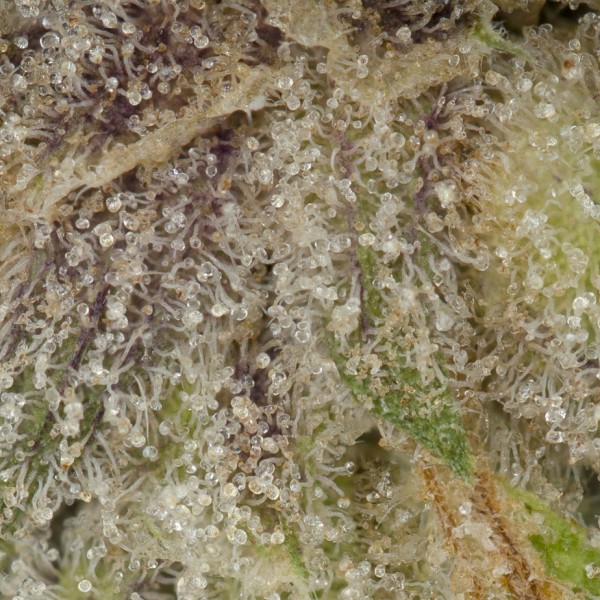 Buy Sunset Sherbet x High Octane OG BX3 (Smalls) Online Green Society