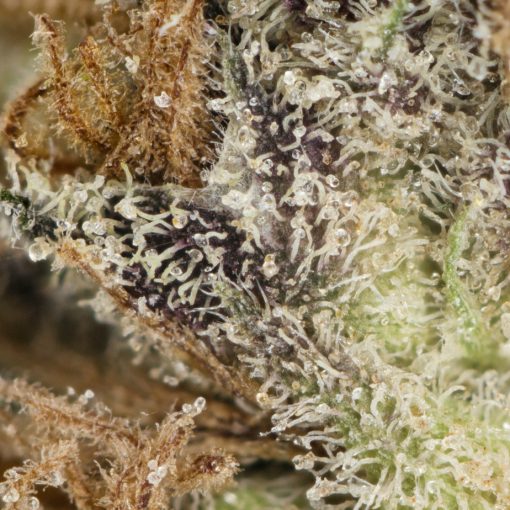 Jack the Ripper