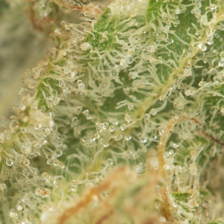 Buy Tangerine Cookies Strain Online Green Society