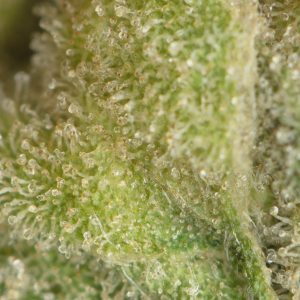 Buy Chernobyl Strain Online Green Society