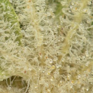 Buy Cherry Fritter Strain Online Green Society