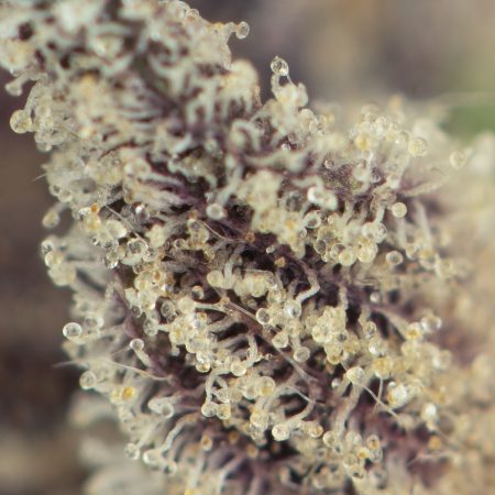 Buy Fatso by Pluto Craft Cannabis Online Green Society