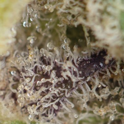 Buy Lemon Skunk Online Green Society