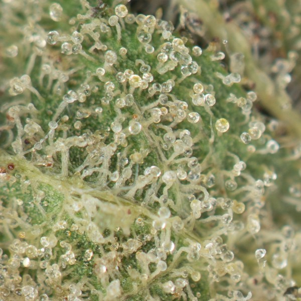 Buy Pink Kush Online Green Society
