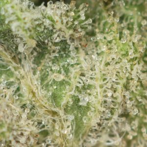 Buy Bubba OG Strain Online Green Society