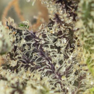 Buy Chocolope Kush Strain Online Green Society