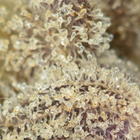 Buy Garlic by Sensi Seeds Online Green Society