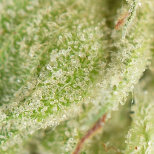 Buy Gator Breath by Jungle Boys Online Green Society
