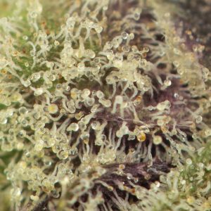 Buy MotorBreath #2 Strain Online Green Society