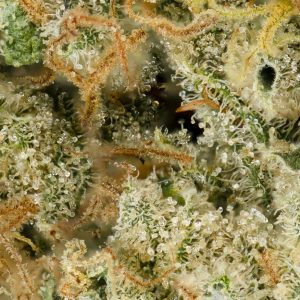 Buy Pink Lemonade Strain Online Green Society