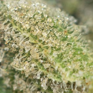 Buy Royal Gorilla by RQS Online Green Society