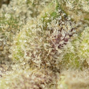 Buy The Vision Strain Online Green Society