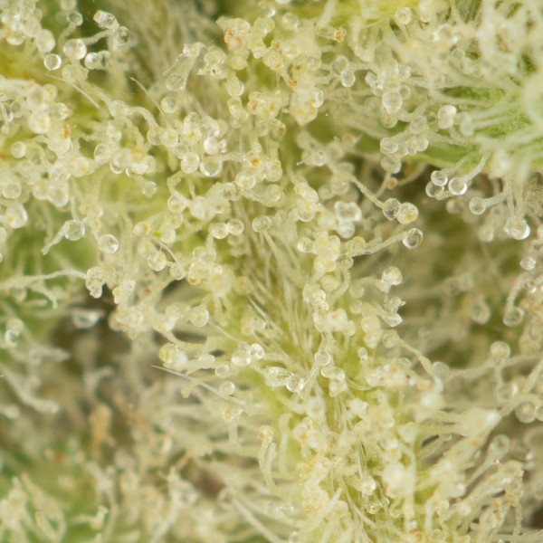 Buy Banana Punch #9 Strain Online Green Society