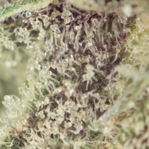 Buy Krazy Glue Strain Online Green Society