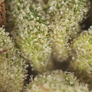 Buy Master Kush Strain Online Green Society