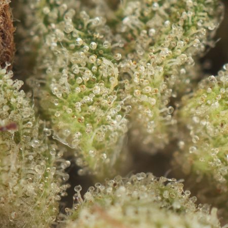 Buy Master Kush Strain Online Green Society