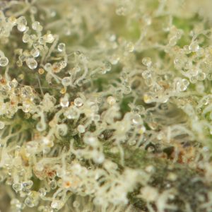 Buy Mimosa Strain Online Green Society