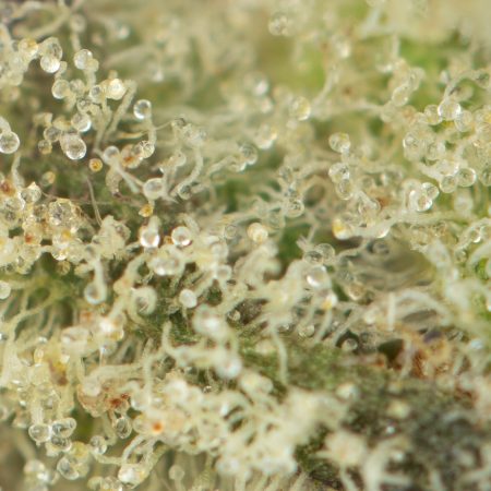 Buy Mimosa Strain Online Green Society