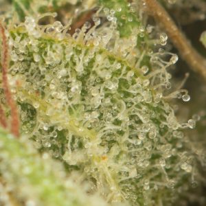 Buy Thin Mint Strain Online Green Society