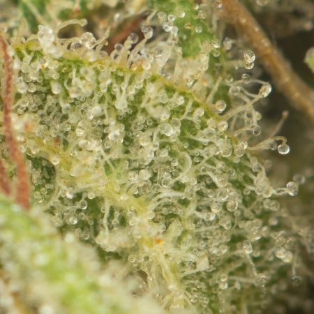 Buy Thin Mint Strain Online Green Society