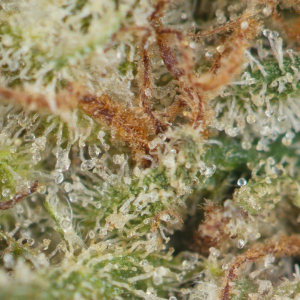 Buy Triangle Mints Strain Online Green Society