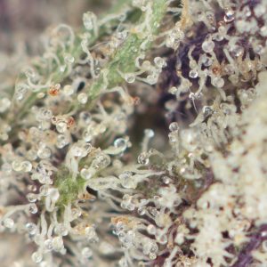 Buy Bio-Chem Strain Online Green Society