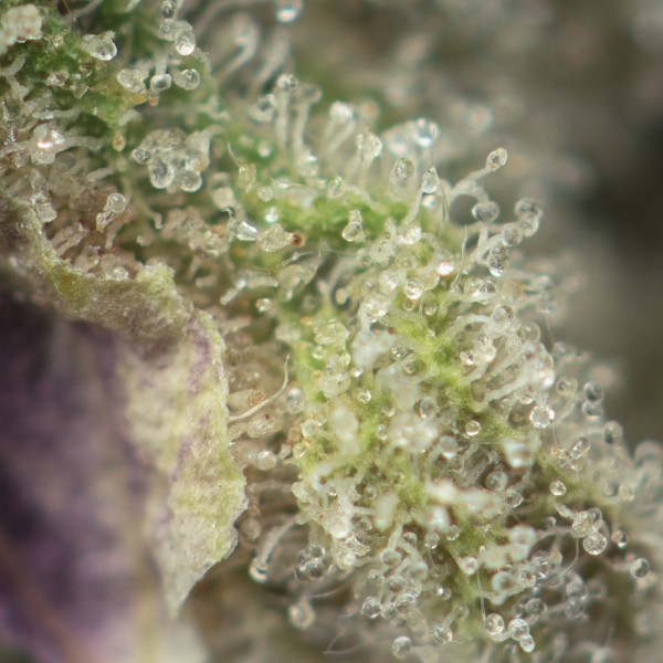 Buy High Octane OG Strain Online Green Society