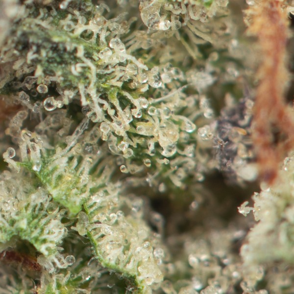 Buy Purple Kush Online Green Society