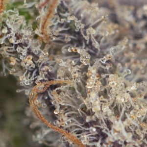 Buy Black Truffle Strain Online Green Society