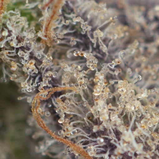 Buy Black Truffle Strain Online Green Society