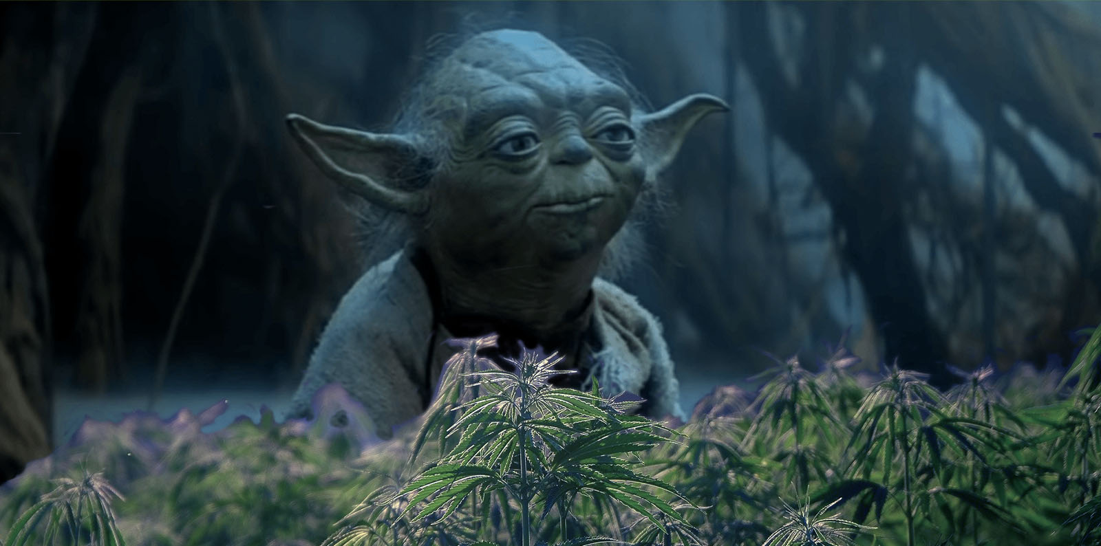 Feature Star Wars Cannibis 10