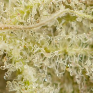 Buy Apple Fritter Strain Online Green Society