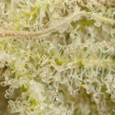 Buy Apple Fritter Strain Online Green Society