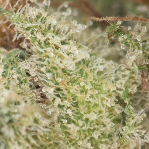 Buy Donkey Butter Strain Online Green Society