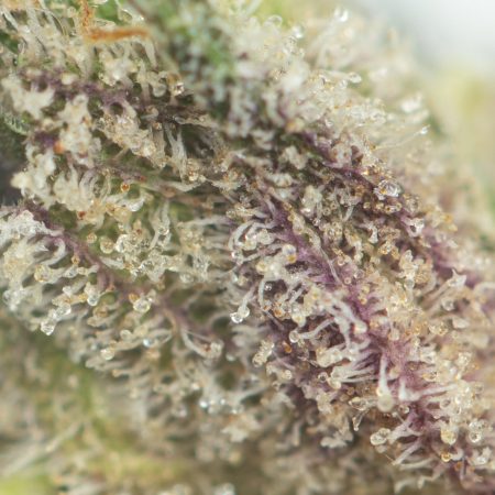 Buy Fuelato Strain Online Green Society
