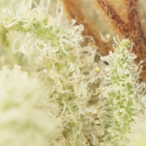 Buy Orange Crush Strain Online Green Society