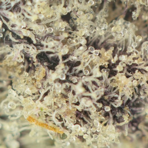 Buy Purple Drank Breath Online Green Society