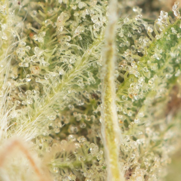 Buy Supreme Nuken Online Green Society