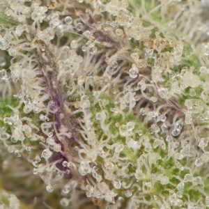 Buy Tom Ford Pink Death (Smalls) Online Green Society