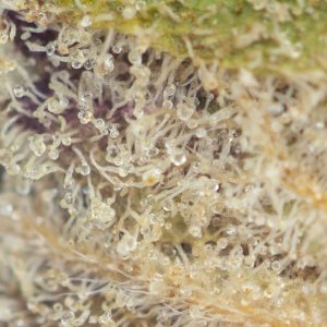 Buy Georgia Pie Strain Online Green Society