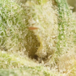 Buy Hawaiian Cookies Strain Online Green Society
