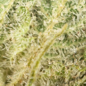Buy Headband Strain Online Green Society