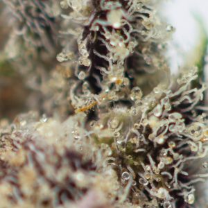 Buy Cake Crasher Strain Online Green Society