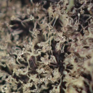Buy Purple Unicorn Strain Online Green Society
