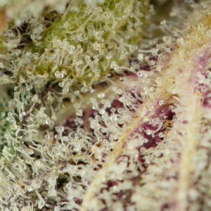 Buy Biscotti Strain Online Green Society