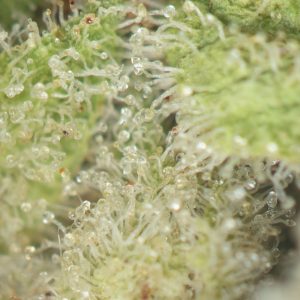 Buy Cactus Breath Strain Online Green Society