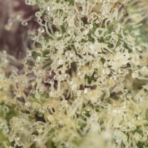 Buy Frosty Gelato Strain Online Green Society