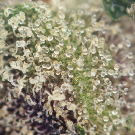 Buy Jelly Donut Strain Online Green Society